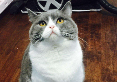 藍(lán)白貓為什么比藍(lán)貓貴？這幾個(gè)原因占主導(dǎo)吧