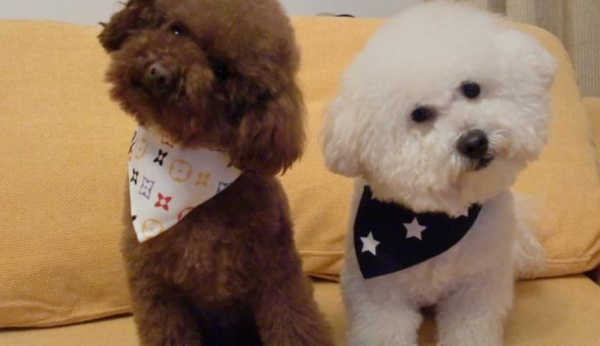 比熊和泰迪的區(qū)別，五個(gè)位置輕松分別