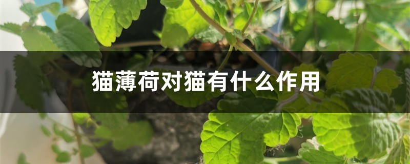 貓薄荷對(duì)貓有什么作用