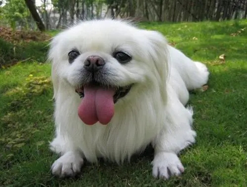 被遺棄且滿身蜱蟲，它卻笑得很開心，但網(wǎng)友憤