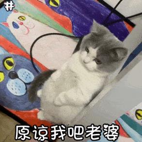 貓是不是一種“沒良心”的動(dòng)物？養(yǎng)貓5年，居然