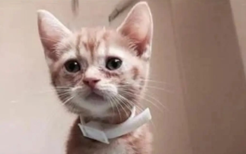 平時黏人的貓咪突然不跟自己睡，背后的原因居