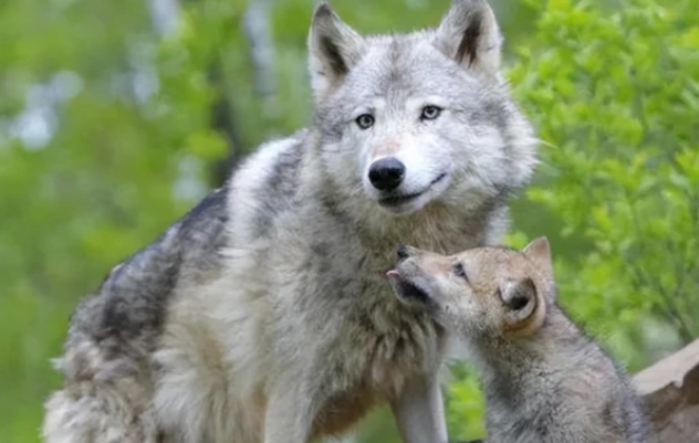 狼群大白天闖進(jìn)村子，不傷害人畜，整齊有序直