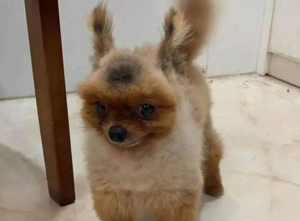 女人出差了一個(gè)星期，回到家，看到這只“松鼠