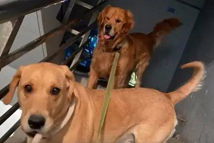 金毛和拉布拉多相戀，可沒想到卻生下了12只哈士