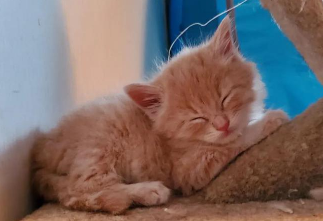 三只小貓歷險(xiǎn)記，偷跑進(jìn)小伙家中，吃飽喝足后