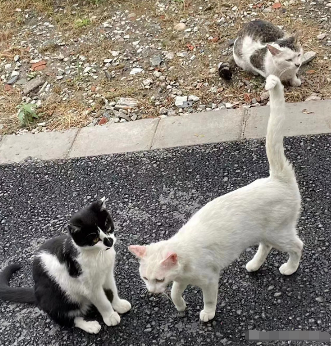 男子出租屋遺棄貓，貓咪守著家直到被趕走