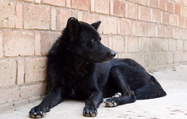 農(nóng)民大姐家養(yǎng)10歲“黑熊犬”，聰明忠誠護(hù)全村，