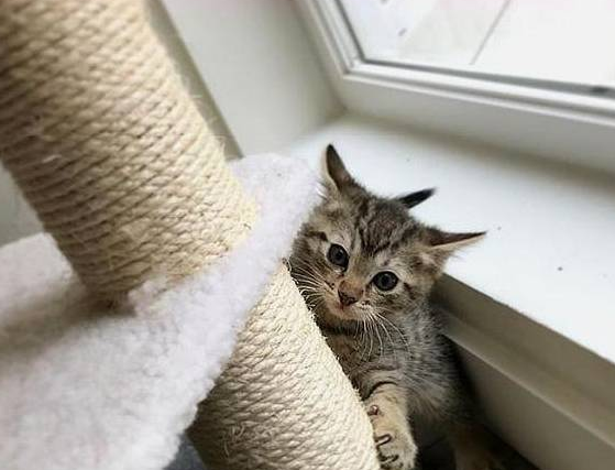 貓咪因喜歡二哈被帶回家，二哈陪它長大后，它