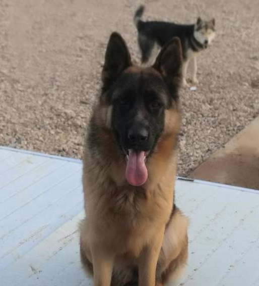 德牧守著門窗不離開，它擔(dān)心“被盜”，狗：我