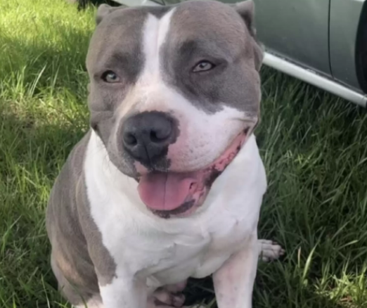 走失11個月餓成紙片，狗狗再見到主人狂奔進懷里