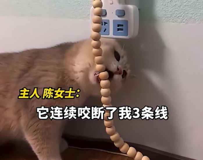 貓咪咬壞3根數(shù)據(jù)線，女子氣憤下網(wǎng)購木珠串防咬