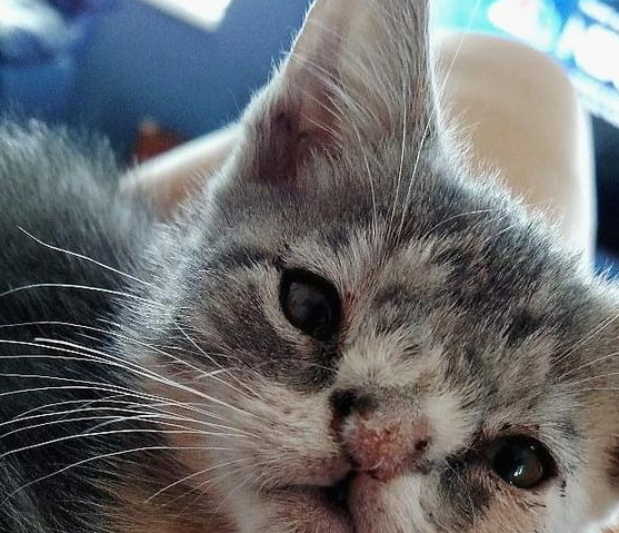 流浪貓咪天生有缺陷差點被安樂死，在它遇到真