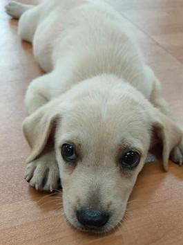 以為自己養(yǎng)了只拉布拉多，長大后狗狗變了樣！