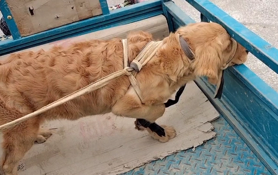 被五花大綁的金毛一到狗市就成焦點(diǎn)，大媽：路