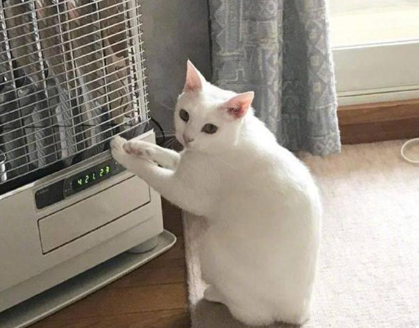 女子有事出去，回來卻發(fā)現(xiàn)貓咪一動(dòng)不動(dòng)