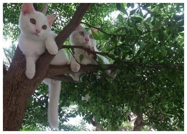 女子坐在樹下休息聽到頭頂傳來聲響，抬頭后以