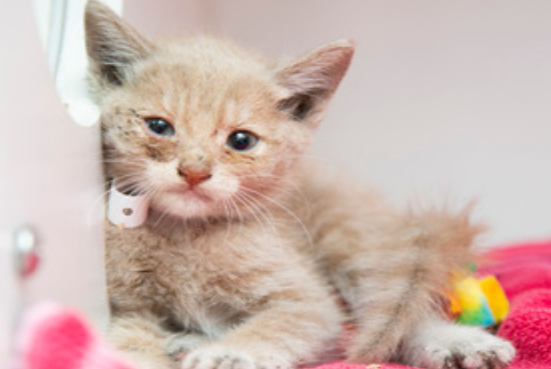 小貓困下水道一星期！消防員兩天后成功救援