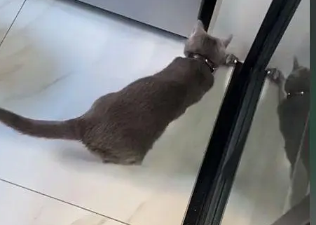 小伙家門口出現(xiàn)一只貓，當(dāng)?shù)弥獊須v不禁語塞