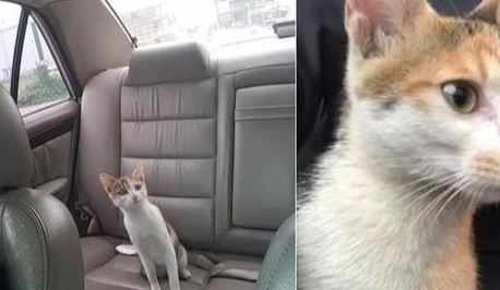 車里長貓了，車主僅離開車子幾分鐘，后座就多