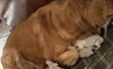 金毛半夜不停撓門，主人毫不在意，汪：再不開