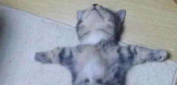 開了空調(diào)之后，小奶貓就開啟了睡神模式，主人