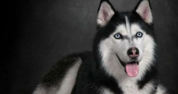 帶二哈去剪了全身的毛，沒想到畫風這么清奇，