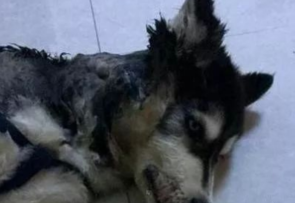 哈士奇咬斷電線被電焦！主人：我很憂傷但又忍