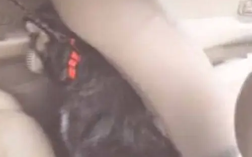 哈士奇坐車時突然特別老實，主人向后一看，直