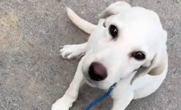 拉布拉多因肝腹水被遺棄，它看到女生停留，做