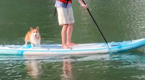 女主人在岸邊叫坐船的柯基過來，沒想到它真的